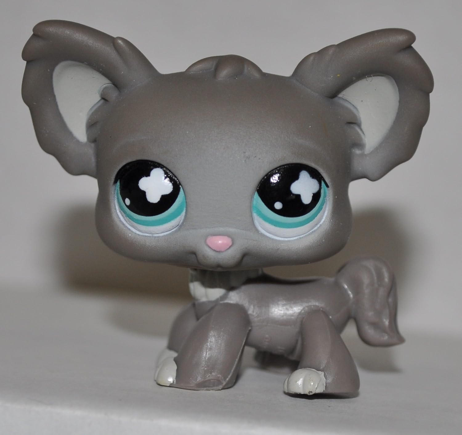 grey chihuahua