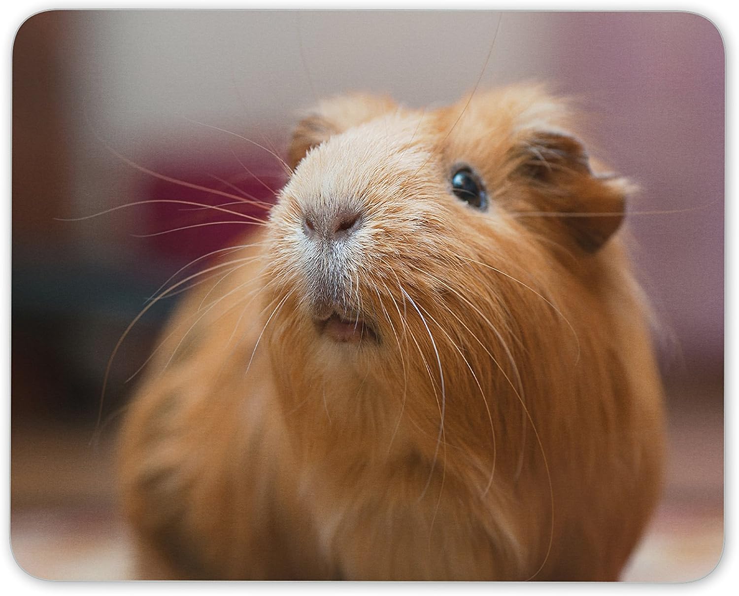 black and ginger guinea pig