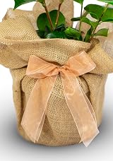 Willows Living Gifts Golden Wedding Rose 50th Anniversary Gift Wrapped 3L Pot view 3