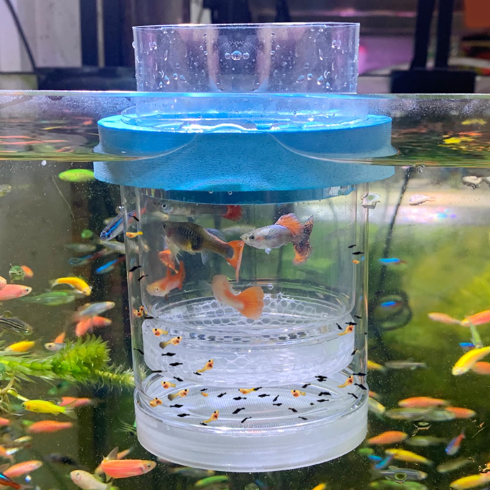 Photo 1 of middlefloatingbreederbox Breeder Box for Fish Tank Isolation Aquarium Separator Hatchery Incubator for Guppy Baby Betta Saltwater Clownfish Coral Aggressive or Injured Fish (Middle Two-Piece Set)