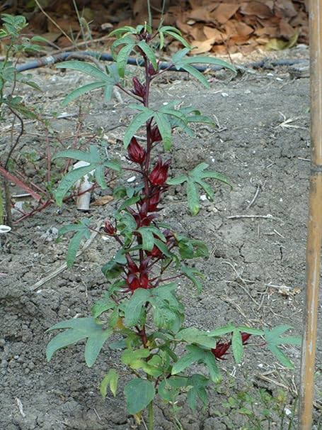 Generic Rosella Hibicus Sabdariffa Rosella Fruit Seeds