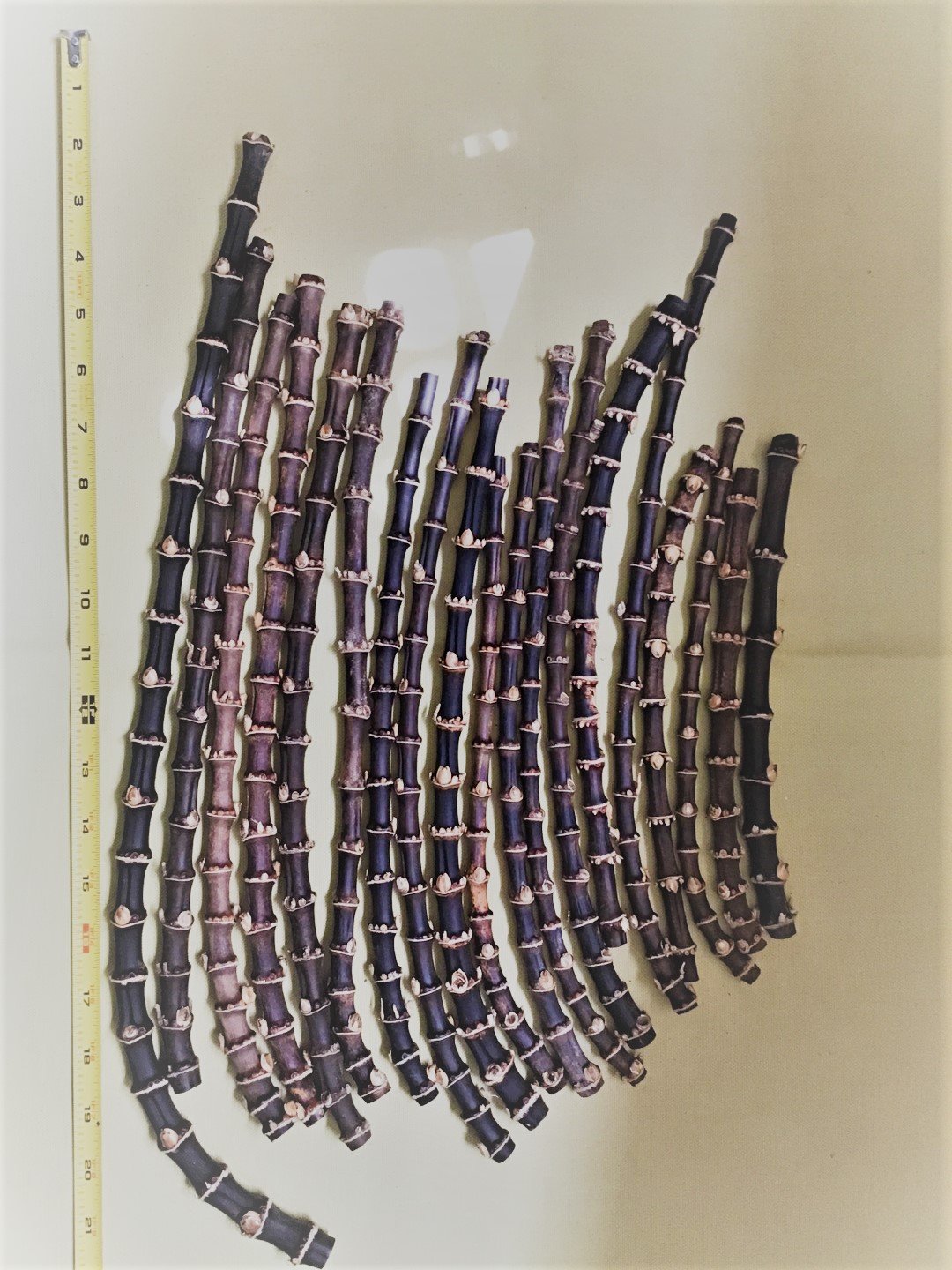 B06xcv78l6 黒竹の根竹 800g パイプなどの自作に最適 灰皿喫煙具 レビュー高評価の商品