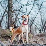 haapaw Reflective Padded Dog Collar with Neoprene Breathable Nylon Lead Included view 5