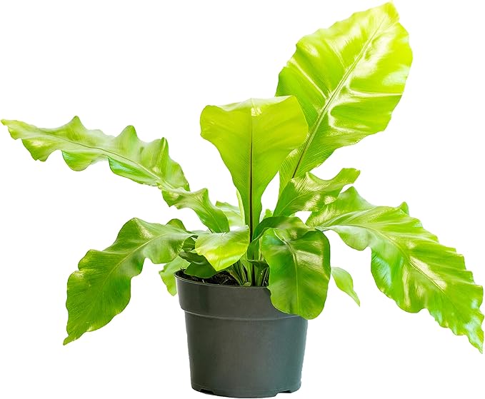 Amazon.com : LIVETRENDS/Urban Jungle Fern Birds Nest in 6-inch Grower
