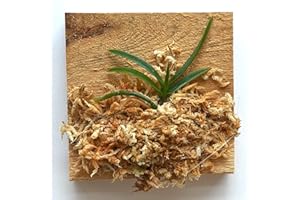 BLOOMIFY Flowering-Size Orchid: Neofinetia Falcata 'Amami Island' (White Snow), (30 Days Healthy Plant Guarantee)