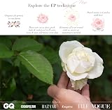 Eternal Petals Real Rose Lasts Years White Gold Solo with Clear Crystal view 5