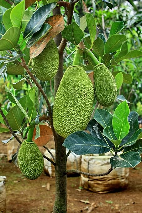 Creative Farmer Live Plant Jackfruit (Gumless) Artocarpus Integer Sweet Outdoor Plants Garden Plant(1 Healthy Live Plant)