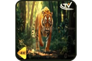 Tiger Jungle Shade-Distant Roars and Rainforest Bed