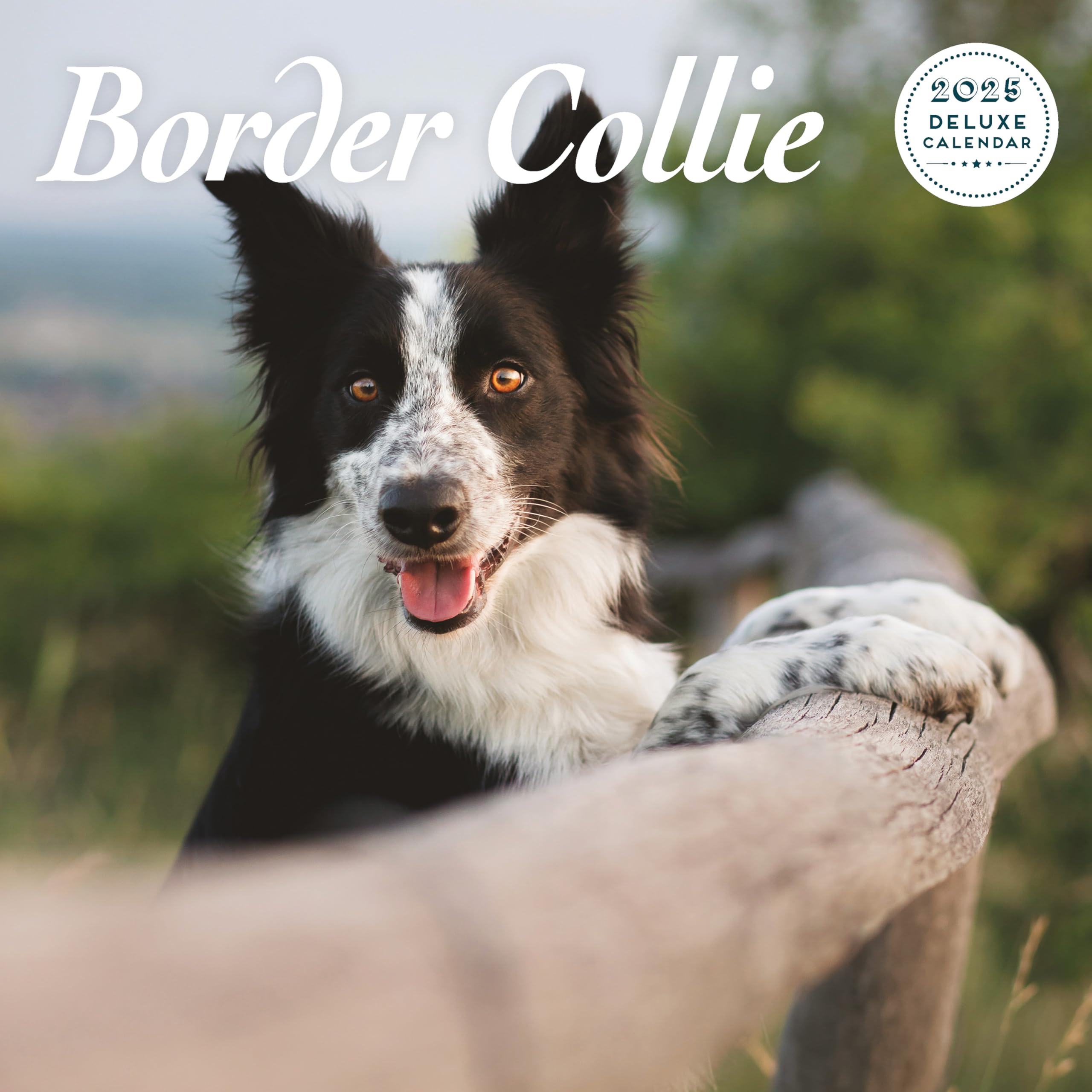 Border Collie 2025 Deluxe Calendar
