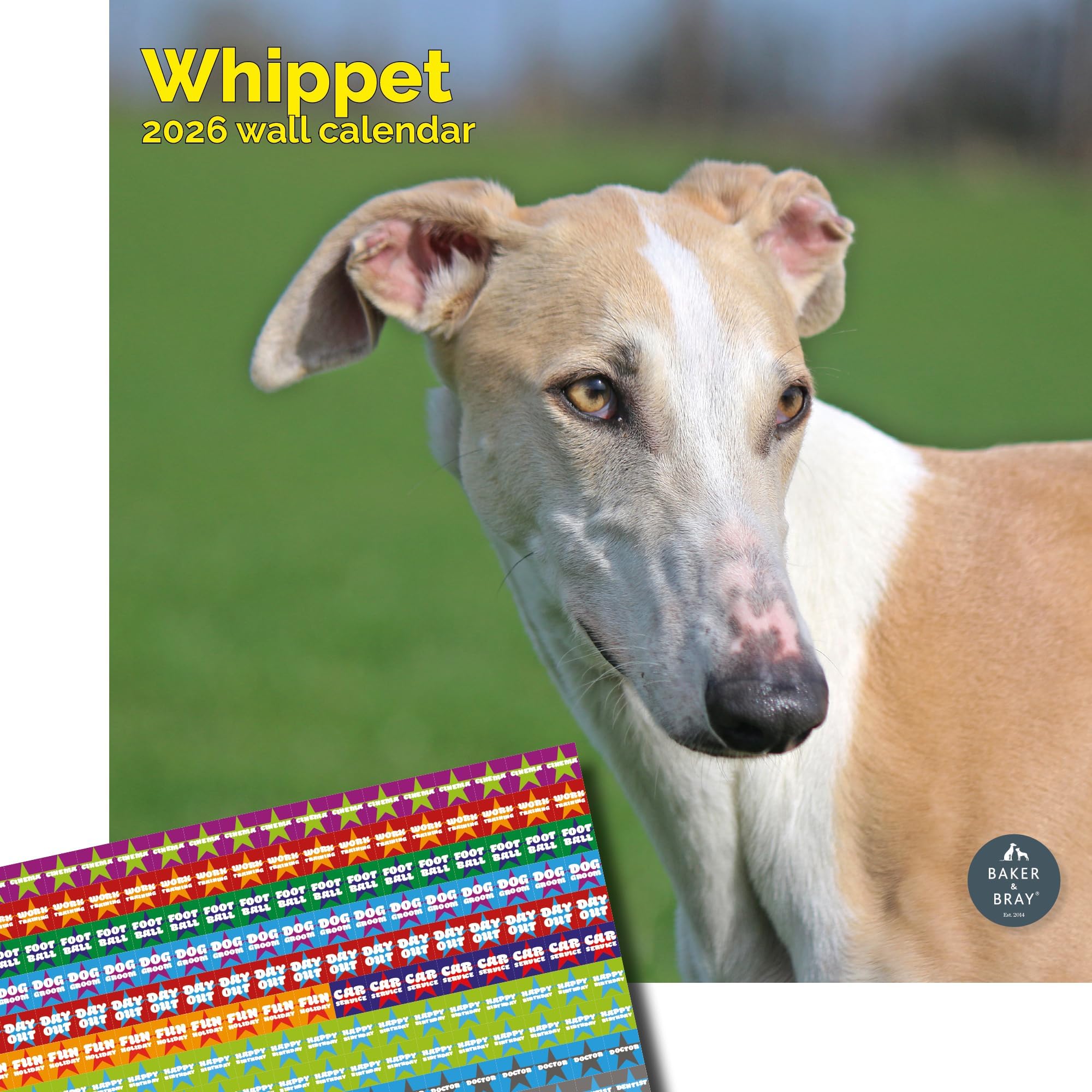 Baker and Bray Whippet Calendar 2026, Large Square Wall Calendar With Organisational Stickers, 16 Month, Whippet Gift Dog Calendar.