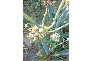 Seeds Package: 10 Seedils Onion Egyptian No Seeds