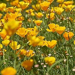 Eden Brothers California Poppy Seeds - Golden West