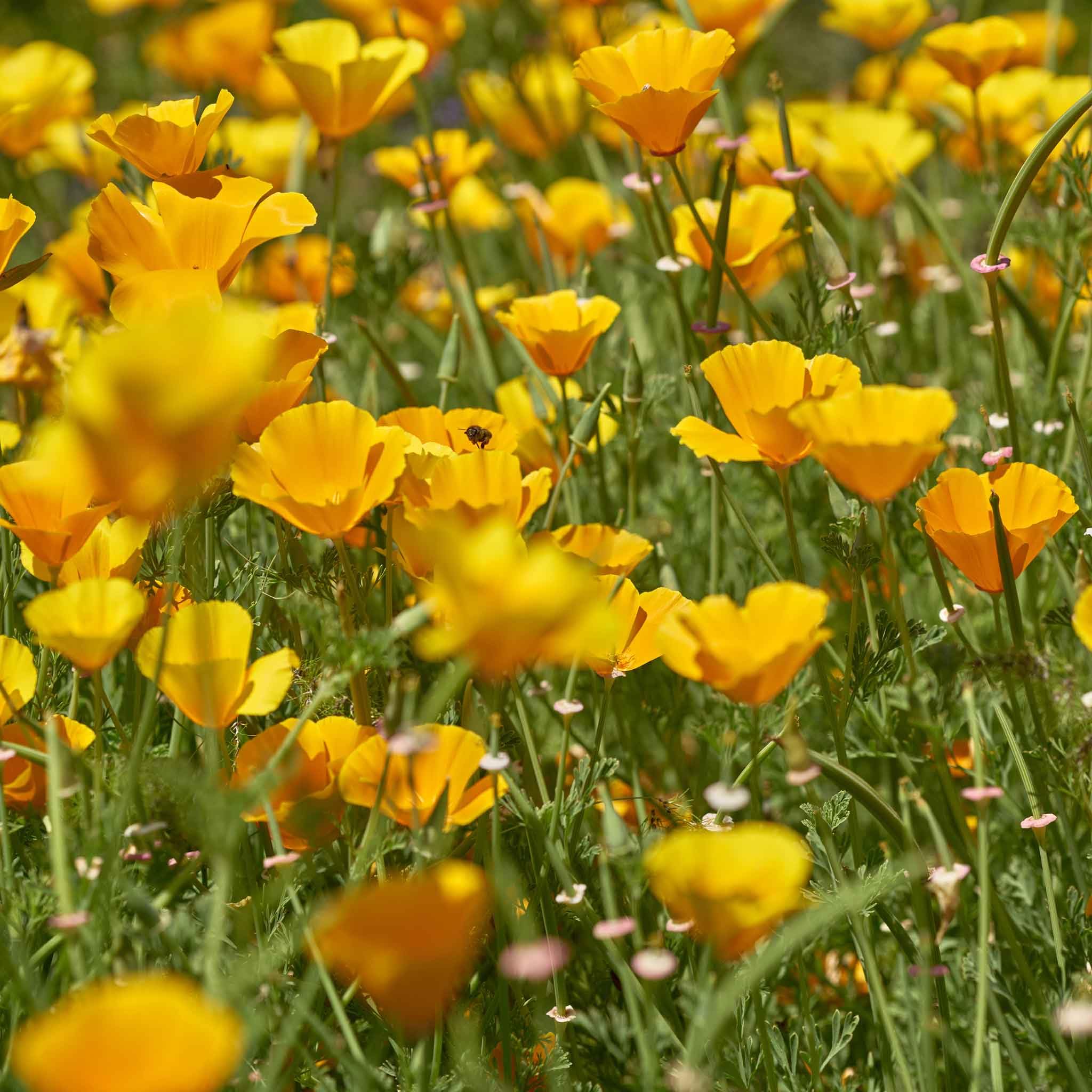 Eden Brothers California Poppy Seeds - Golden West