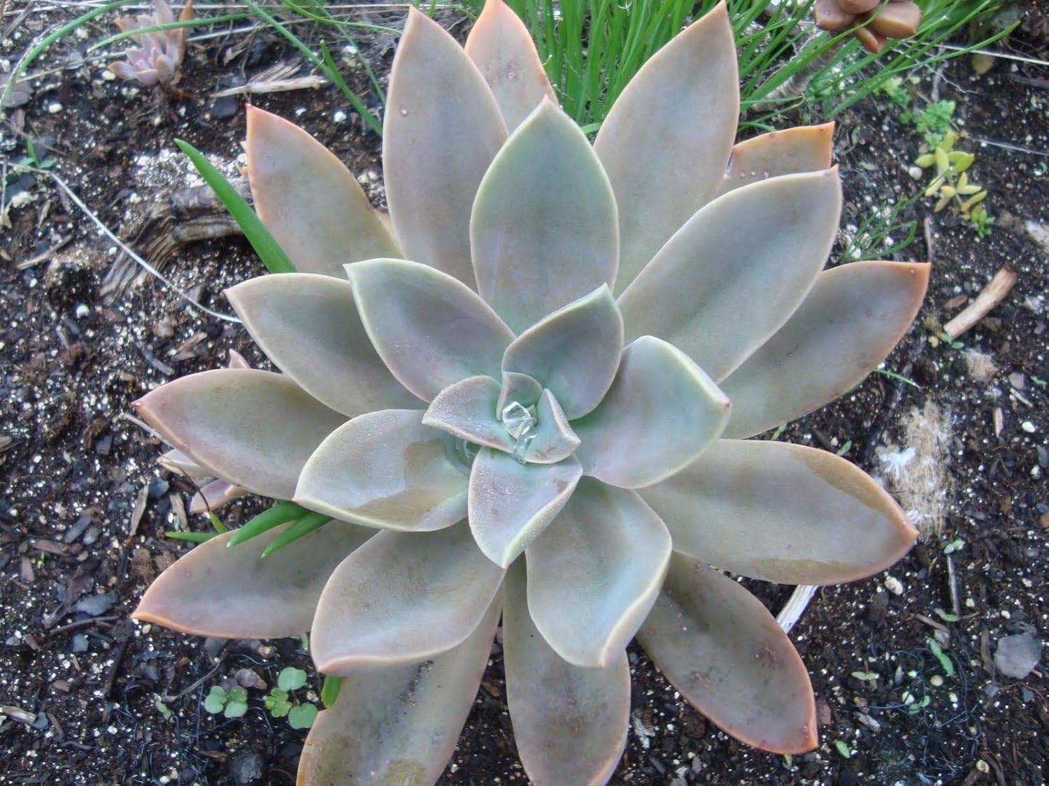 Ghc Live Succulent Graptopetalum Paraguayense Ghost Plant With Free Pot Green Home Care Amazon In Garden Outdoors