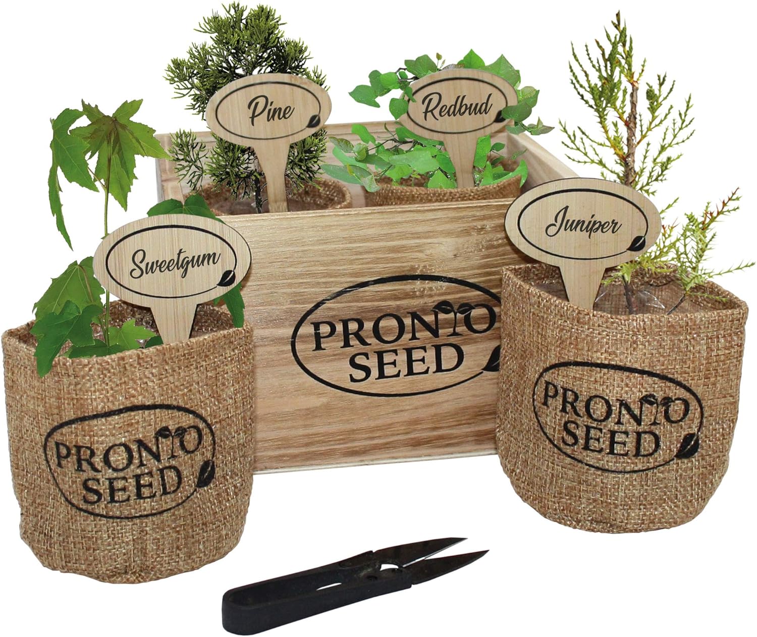 Bonsai kit, Bonsai Tree Growing kit, Premium Bonsai Set, Grow 4 Most