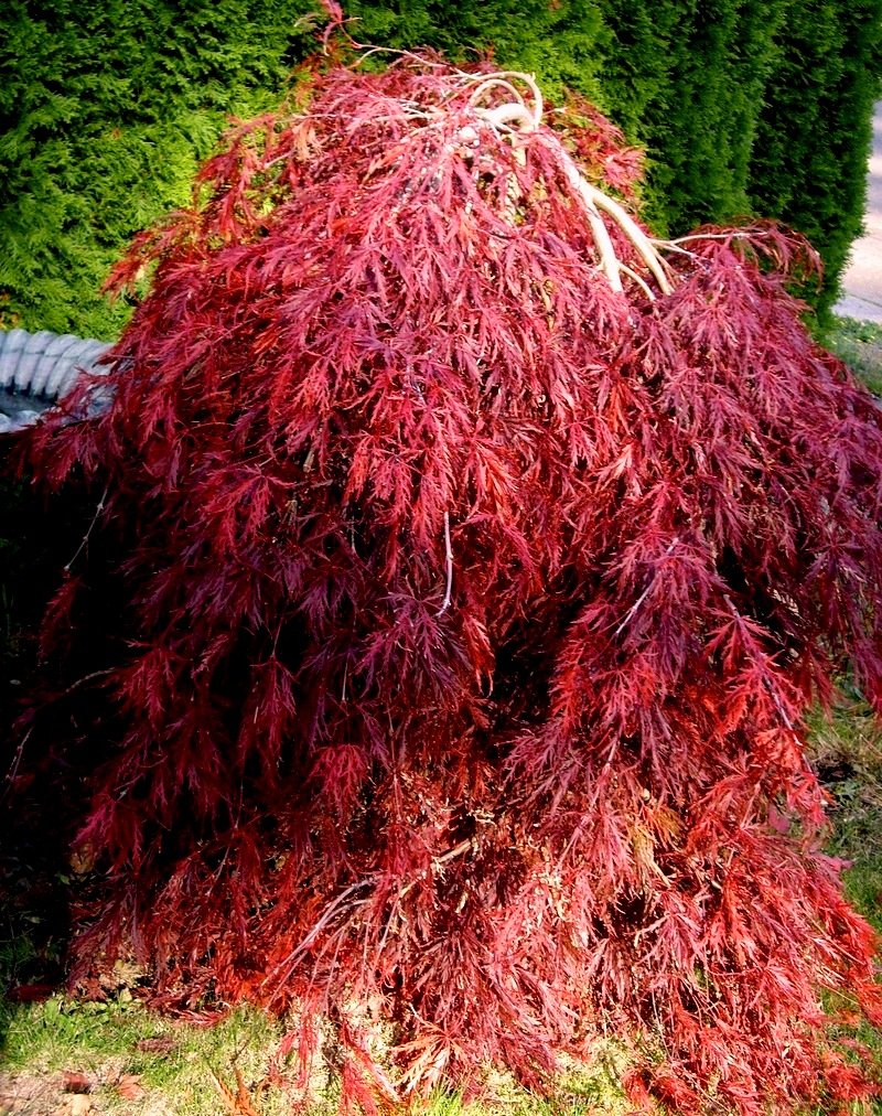 Red Dragon Weeping Lace Leaf Japanese Maple 2 Year Live