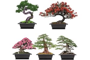Meekear Growing into Blue Spruce, Chinese Boxwood, Dawn Redwood, Flame Tree, Judas Tree, Indoor Outdoor Home Gardening DIY Gifts