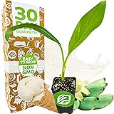 Ice Cream Banana Tree Live Plant - Musa acuminata