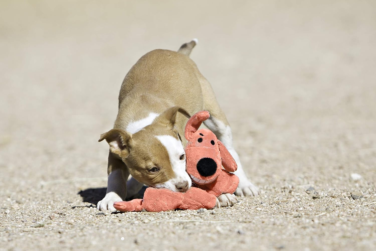 Pet Supplies : Pet Squeak Toys : Multipet International Original Loofa Dog Mini 6-Inch Dog Toy (Assorted colors) : 