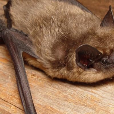 Cute Bat Wallpaper Hd Wallpapers Of Cute Bats Amazon Com Au Appstore For Android