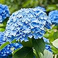 Garden State Bulb Nikko Blue Hydrangea Shrub, Bare Root, Spring Planting (Bag of 2)