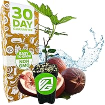 Amazon.com : Fignomenal Dwarf Fig Live Plant - Ficus carica