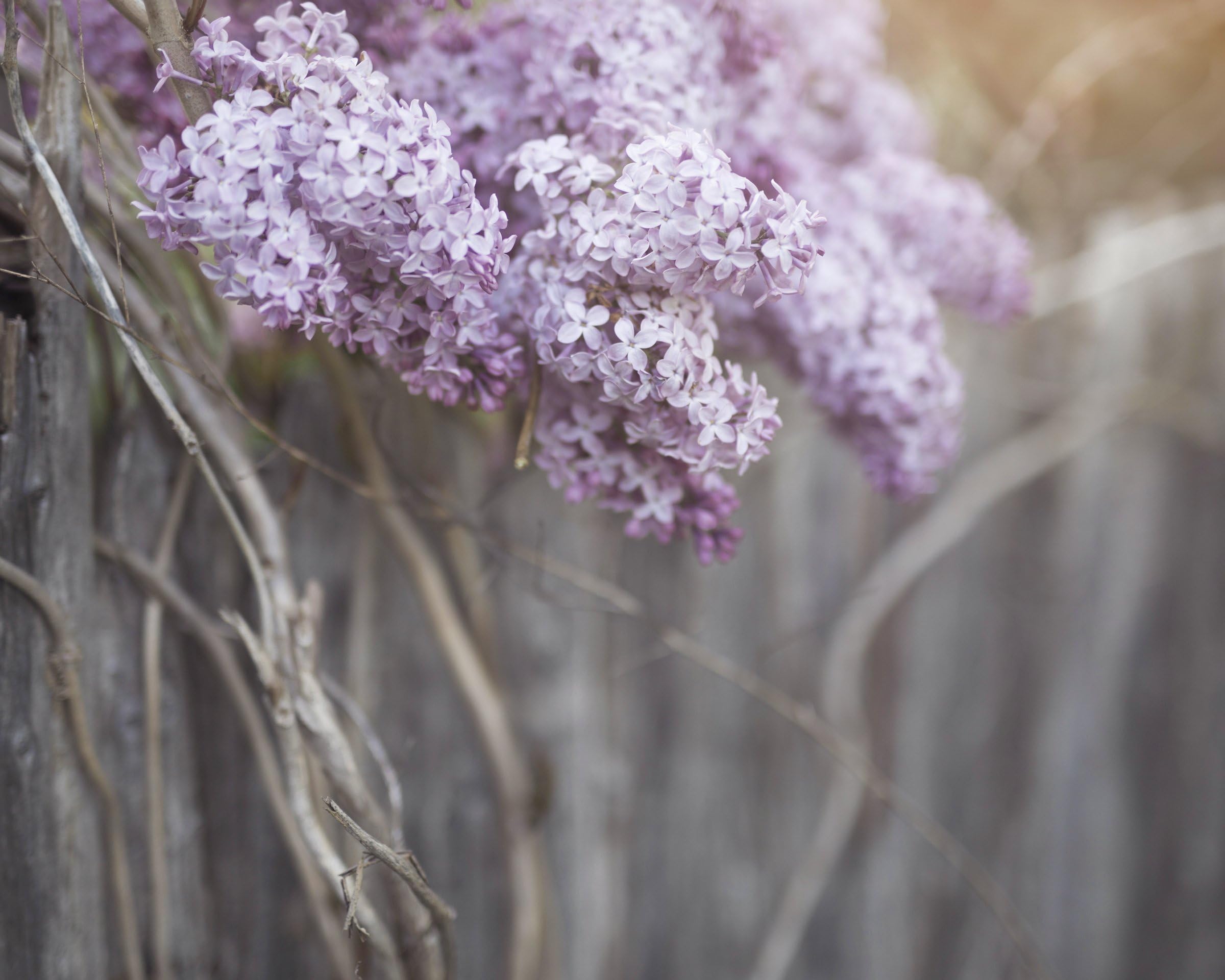 Rustic Lilacs 8"x10" FIne Art Print - Beautiful Display or Gift!