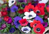Anemone De Caen Mixed Colors Corms 20x Spring/Summer Planting 4/5 view 1