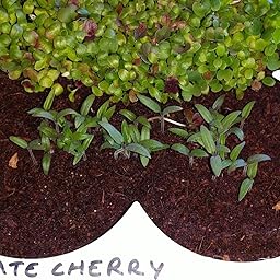 Huerto Urbano - Seed Box Kids - Batlle: Amazon.es: Jardín