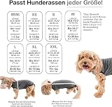 BellyGuard Recovery Suit for Dogs Post Op Spay Neuter Onesie view 3