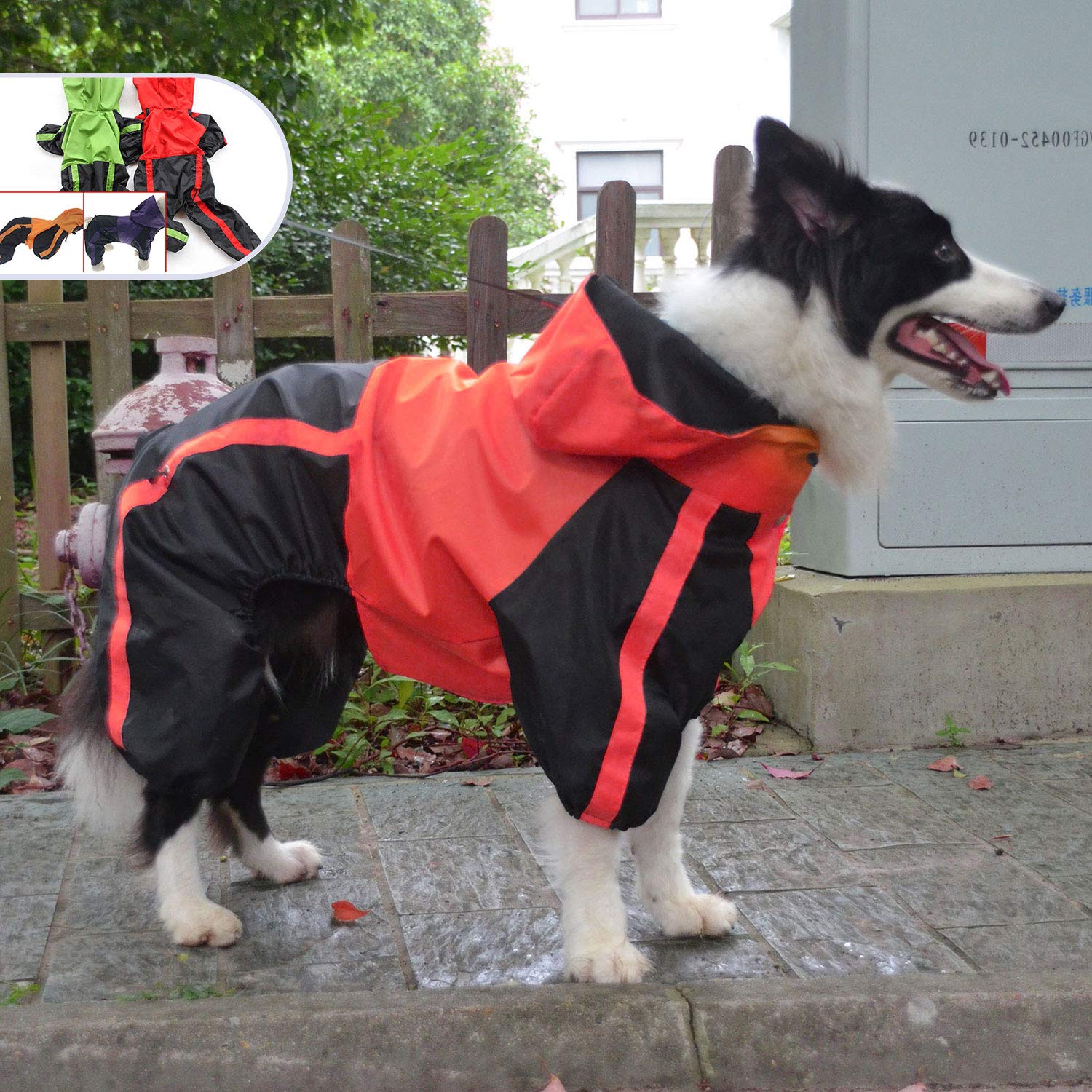 border collie raincoat