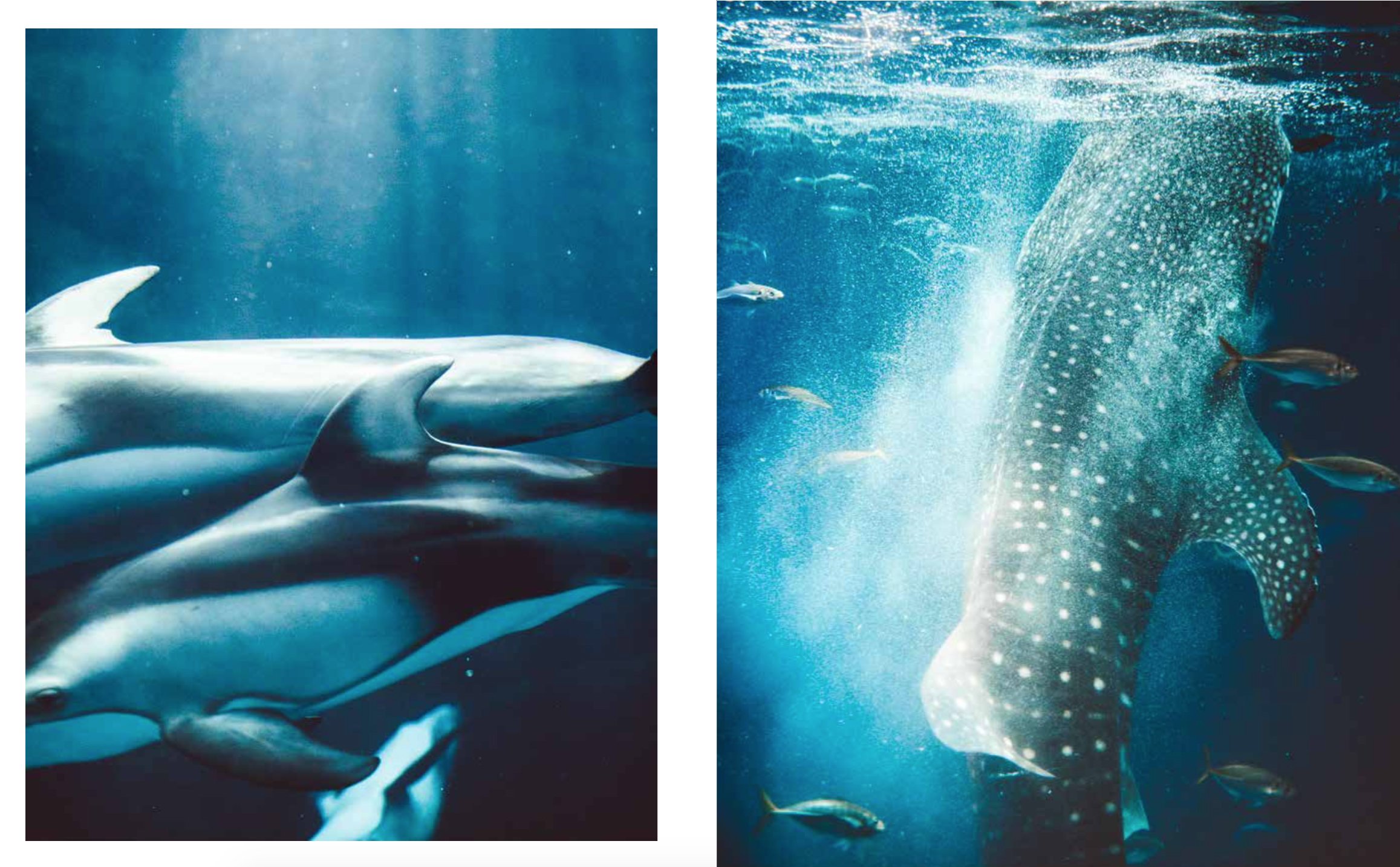 ひろがるうみ 海遊館のほん 濱田 英明 海遊館 本 通販 Amazon