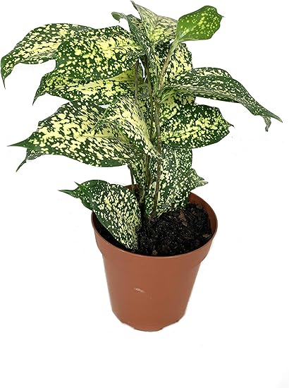 Dracaena Florida Beauty - Live Plant 