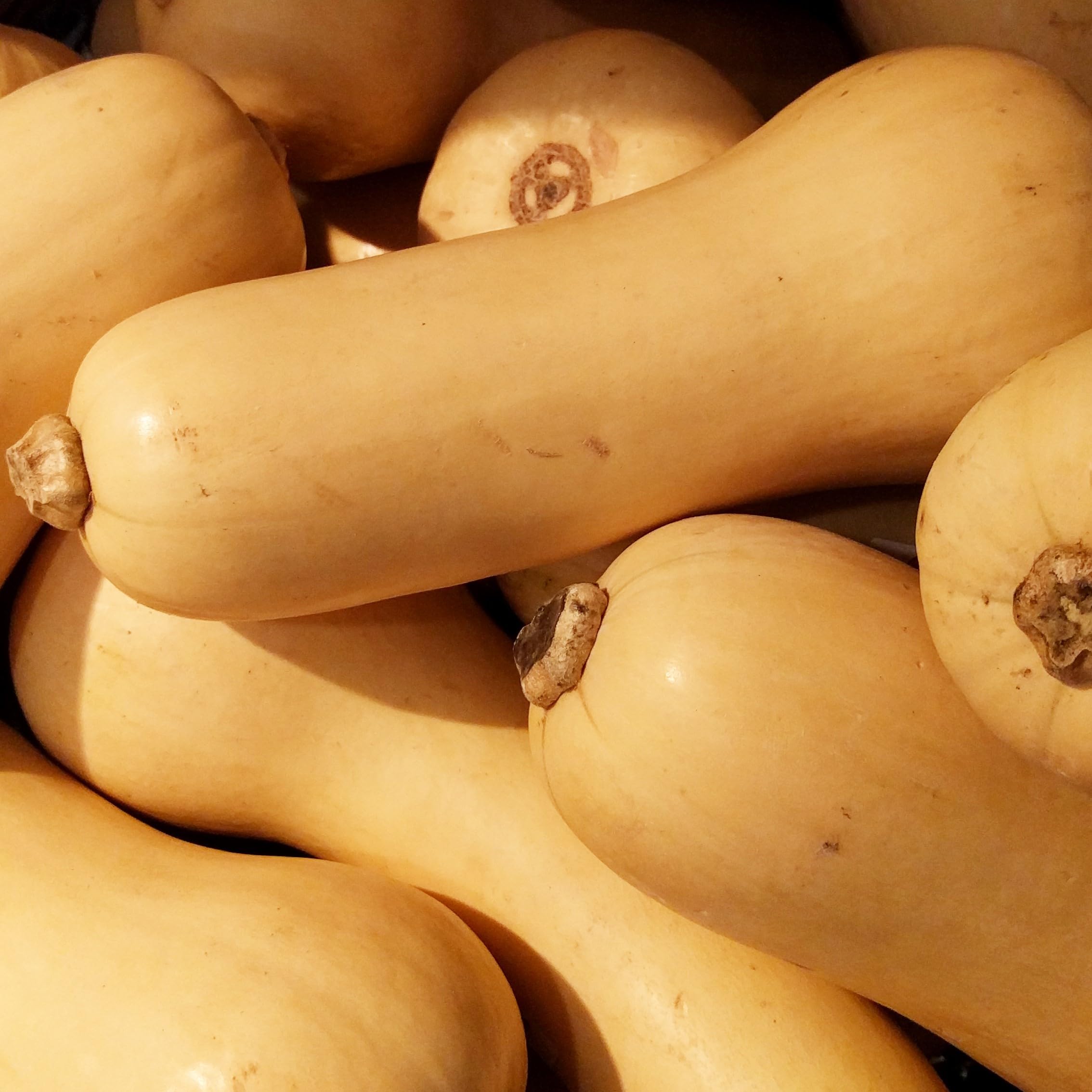 PREMIER SEEDS DIRECT SQUASH - BUTTERNUT - HUNTER F1-15 SEEDS