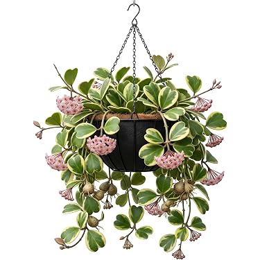 Amazon.com : Variegated Kerii Hearts Hoya Plants Live Houseplants