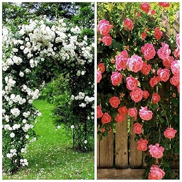 (2 Packs) Climbing Rose Flower Seeds Combo of (Pink, White) - BEE Garden Organic
