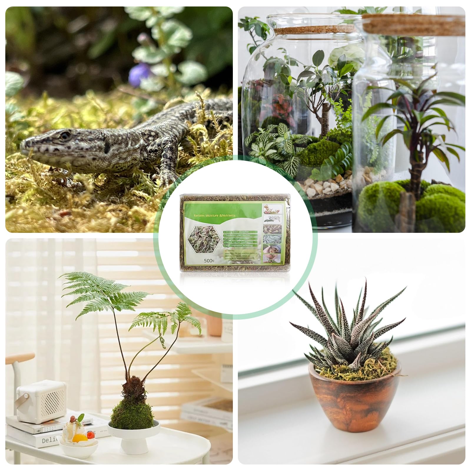 500g Sphagnum Moos, Orchideen Terrarium Blumenerde, Reptile Natürliches Sphagnum Deko, Zimmerpflanzen Feuchtigkeitsspendende Ernährung Organisches Torfmoos für Orchideen und Bonsai Reptilie (1) 7