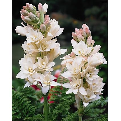 Rajnigandha Flower Images | Best Flower Site