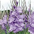 Garden State Bulb Purple Milka Gladiolus Flower Bulbs, 12/14cm, Spring Planting (Bag of 60)