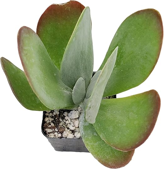 Amazon.com : Fat Plants San Diego Living Indoor Succulents and Cactus