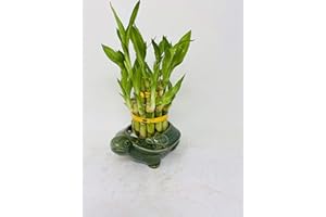 JM BAMBOO Lucky Bamboo 2 Tiered Tower w/Turtle Pot - Unique from Jmbamboo