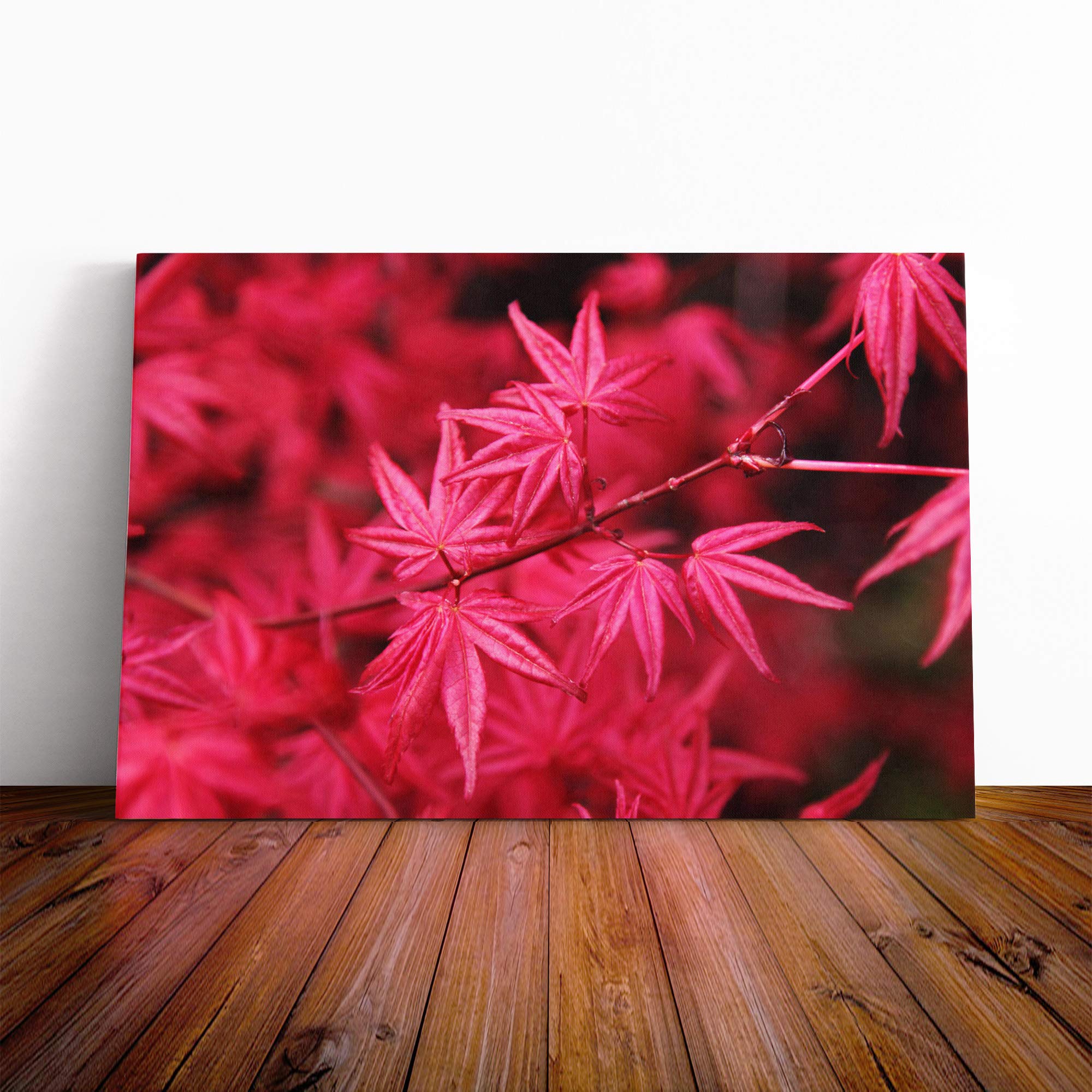 Japanese Maple Tree Pink Canvas Print | Gallery Wrapped 30mm Frame Wall Art | 20x14 inches | Ready to Hang | Asian Landscape Picture | Living Room Bedroom Lounge Office