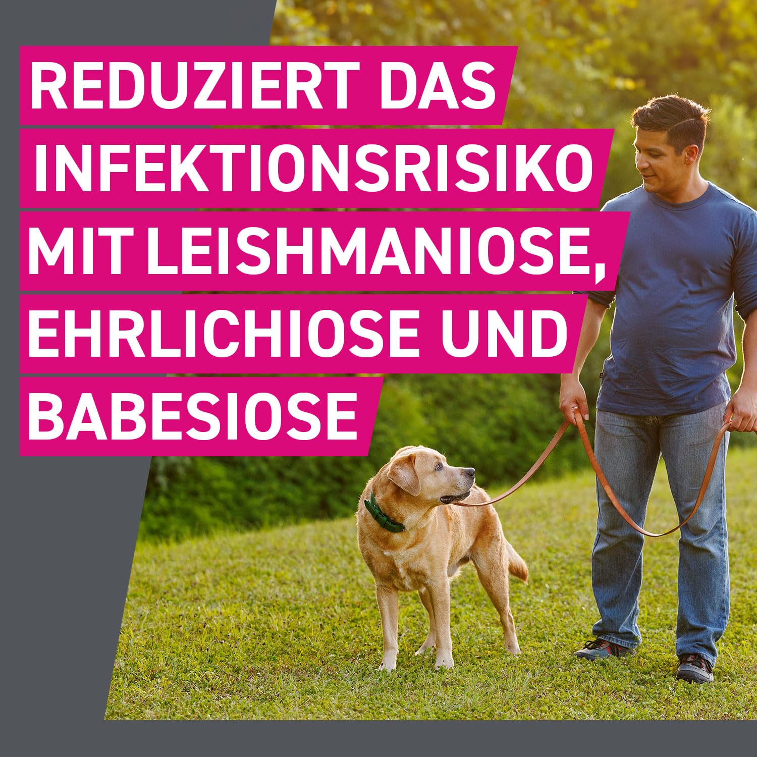 FRONTLINE TRI-ACT Hund L gegen Zecken, Flöhe & Mücken (große Hunde 20 bis 40 kg) - 3X Pipetten für bis zu 3 Monate Schutz - wasserfest - perfekt auf Reisen 7