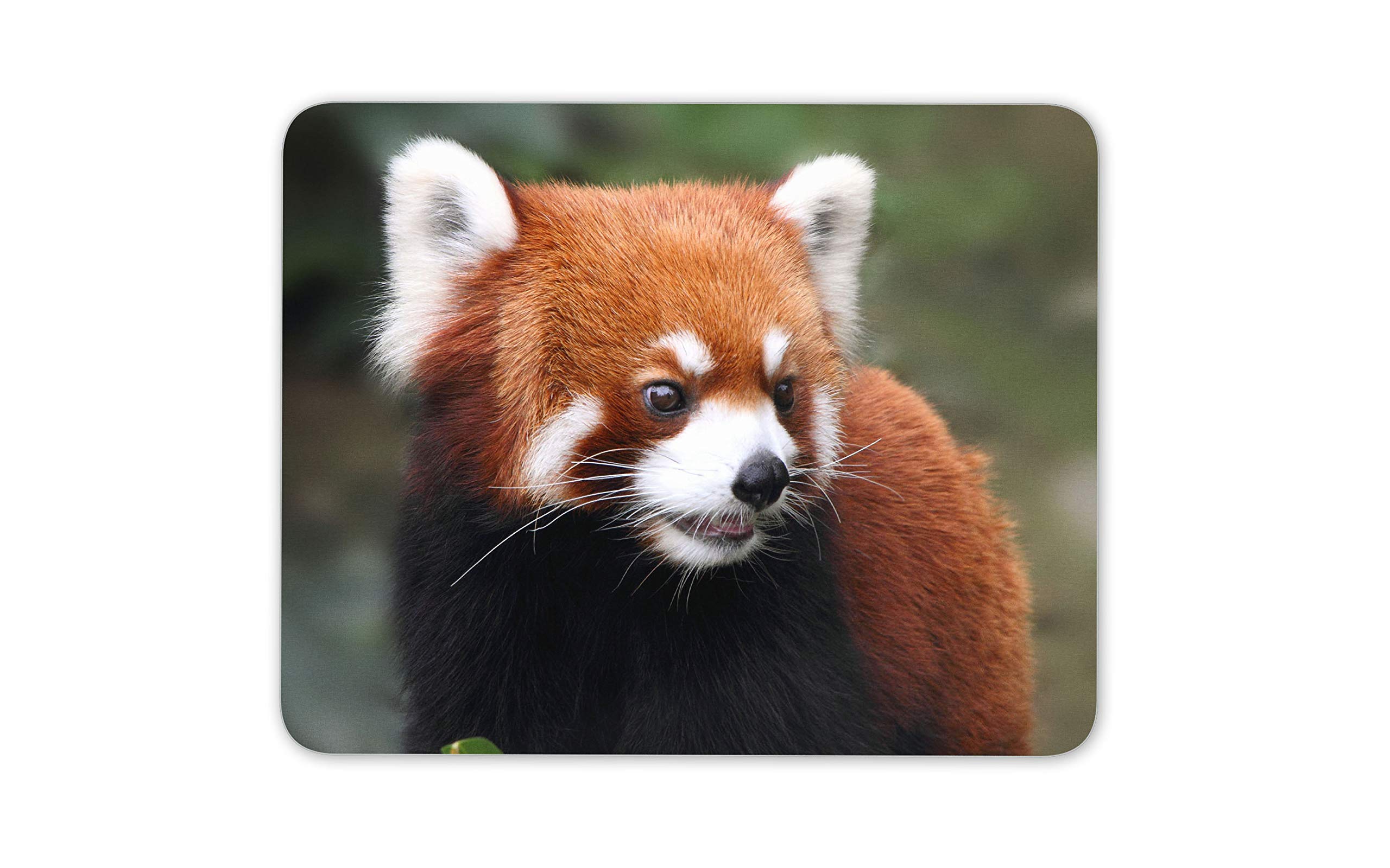Endangered Red Panda Mouse Mat Pad - China Chinese Animal Gift Computer #14159