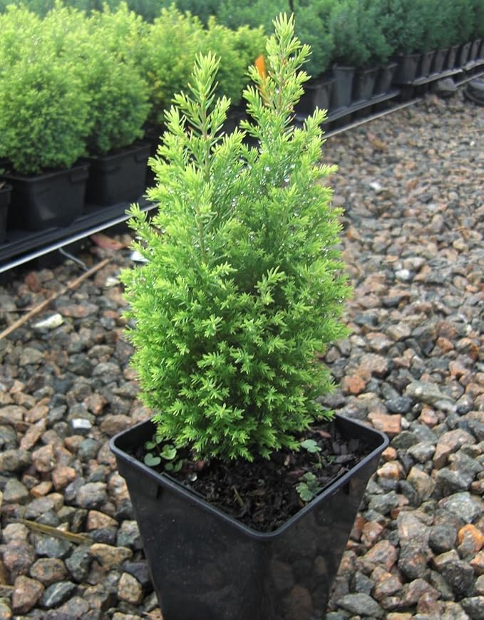 9cm Pot Dwarf Conifer Ellwoods Gold Chamaecyparis Lawsoniana Rockery