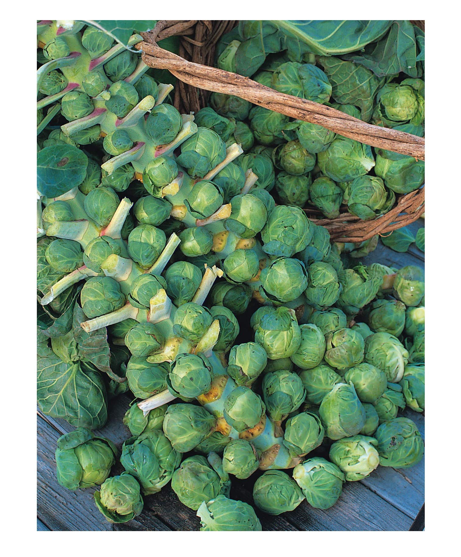 PREMIER SEEDS DIRECT - Brussel Sprouts - Trafalgar F1-30 Seeds