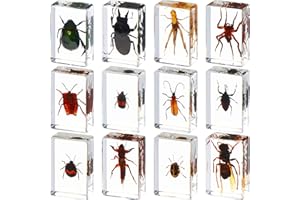 Macarrie 12 Pcs Insect Specimens, Bugs Collection Real Specimens of Butterflies and Beetles Made of Resin for Kids Classroom Science Education Animal Collection, Bug Preserved, Biology(Insect)