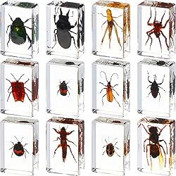 12 Pcs Insect in Resin Specimen Bugs Collection