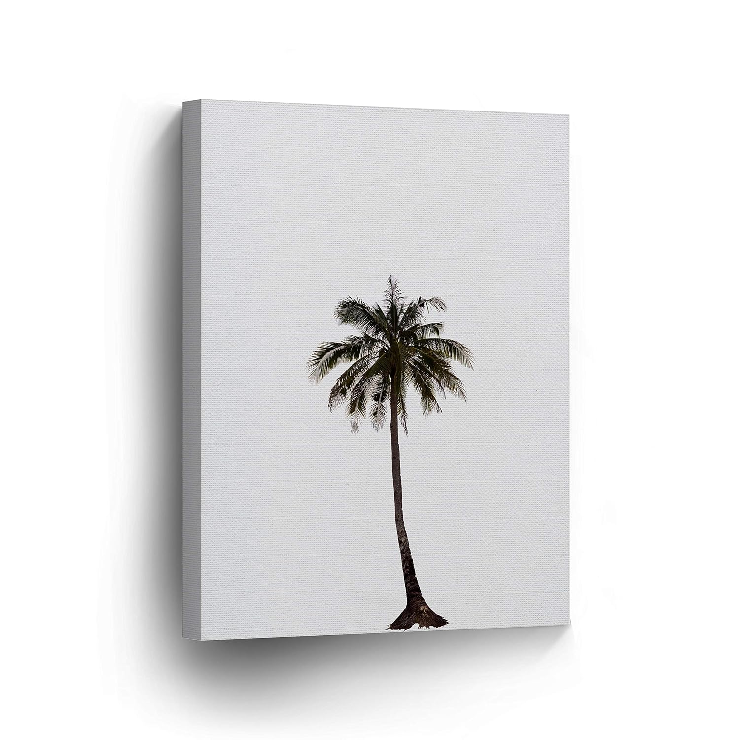 Amazon Com Solitary Tropical Palm Tree Decor On White Background