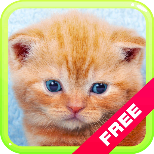 Cat Kitten Meow Sounds: Funny, Cute Feline Voices